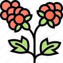 cloudberry, tasty, vitamin, wild, plant