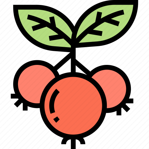 Cowberry, ripe, wild, bush, forest icon - Download on Iconfinder