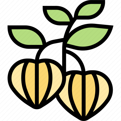 Gooseberry, cape, dessert, fresh, tropical icon - Download on Iconfinder