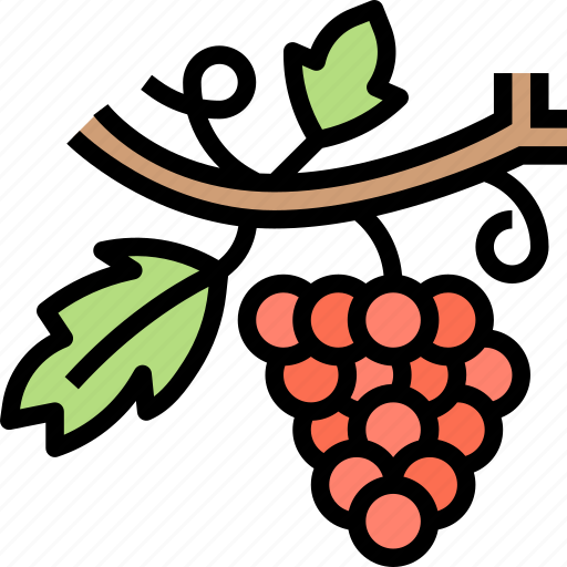 Grape, fruit, bunch, vine, juice icon - Download on Iconfinder
