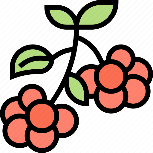 Lingonberry, food, dessert, fresh, plant icon - Download on Iconfinder