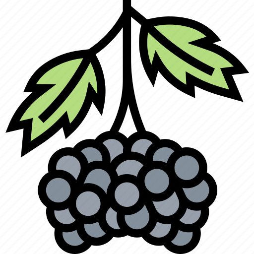 Mulberry, fruits, sweet, ingredient, vitamin icon - Download on Iconfinder
