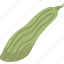 cucumber, armenian, vegetable, long, plant 