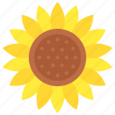 ukraine, ukrainian, culture, sunflower, flower, flora