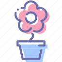 flower, nature, pot, present