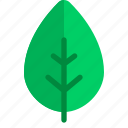 green, leaf, nature, ecology