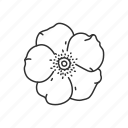 cherokee rose, flower, georgia, state, state flower, state symbol, usa 