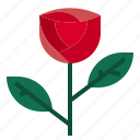 flower, love, rose, valentine