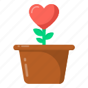 love growth, heart plant, romantic plant, valentine's plant, love plant 