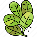 spinach, leaf, salad