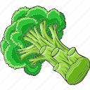 broccoli, vegetable, fresh, food, natural, organic, health, agriculture, culinary