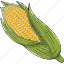 corn, vegetable, fresh, food, natural, organic, health, agriculture, culinary 