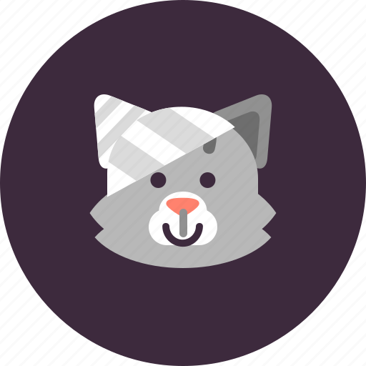 Care, cat, cute, injury, surgery, veterinary icon - Download on Iconfinder