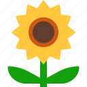 weather, nature, season, summer, sunflower, plant