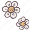 daisy, flower, duo, decoration, floral 