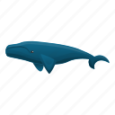 animal, blue, creature, sea, underwater, whale 