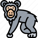 chimpanzee, monkey, primate, animal, wild