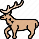 elk, antler, wildlife, mammal, animal