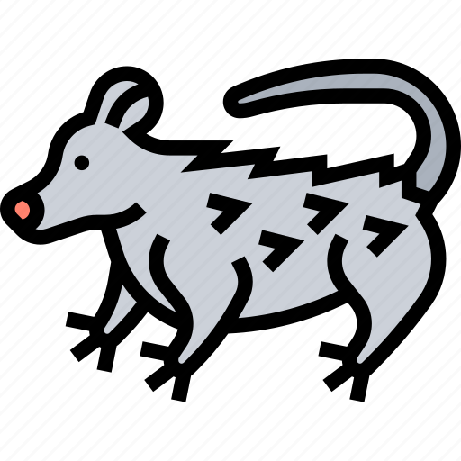 Possum, wild, animal, nocturnal, australia icon - Download on Iconfinder