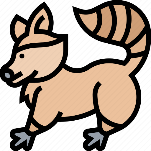 Raccoon, furry, animal, wildlife, nature icon - Download on Iconfinder
