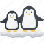 penguin, animal, bird, zoo 