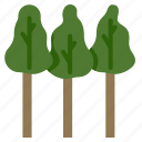 eucalyptus, trees, forest, woodland, wood, plant, pine