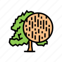 beech, wood, land, growth, natural, tree