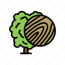 linden, wood, land, growth, natural, tree