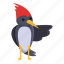 woodpecker, show, bird, image 