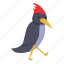 walking, woodpecker 