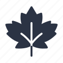 canada, foliage, leaf, leaves, maple