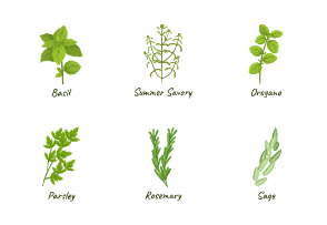 Culinary herbs