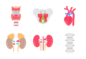 Internal Human Organs